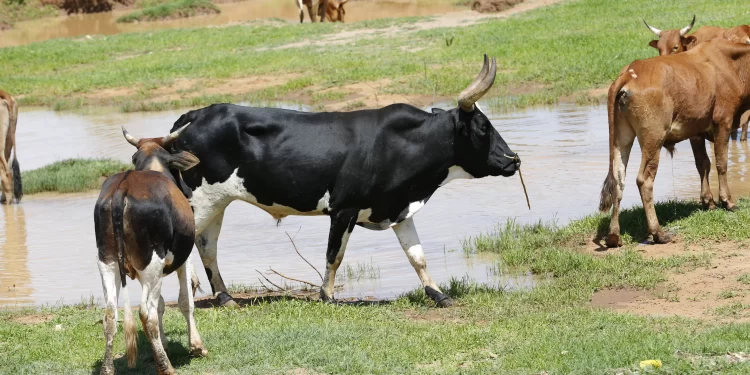 Gado Boi Vaca Reportagem Sobre Seca