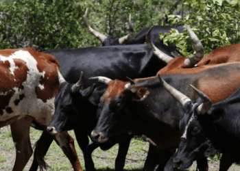 Benguela é a província com mais actividade agro-pecuária e aquícola empresarial