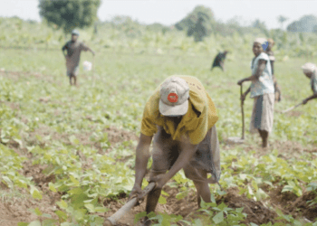 Estiagem afecta mais de mil e 200 hectares cultivados na Fazenda Pungo-Andongo