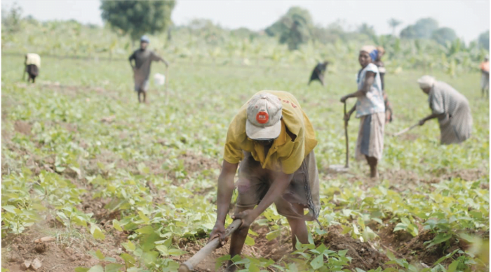 Estiagem afecta mais de mil e 200 hectares cultivados na Fazenda Pungo-Andongo