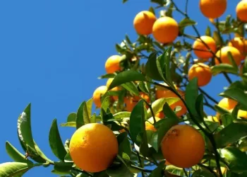 Fundação Brilhante apoia fomento da produção de citrinos