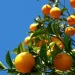 Fundação Brilhante apoia fomento da produção de citrinos