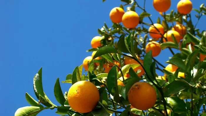 Fundação Brilhante apoia fomento da produção de citrinos