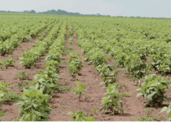 Primeira fábrica de fertilizantes do país começa a produzir em Novembro deste ano