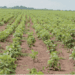 Primeira fábrica de fertilizantes do país começa a produzir em Novembro deste ano