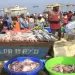 Belas e Quissama lançam campanha  contra captura de peixe miúdo