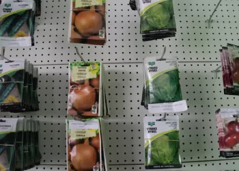 Camponeses beneficiam de sementes de hortícolas