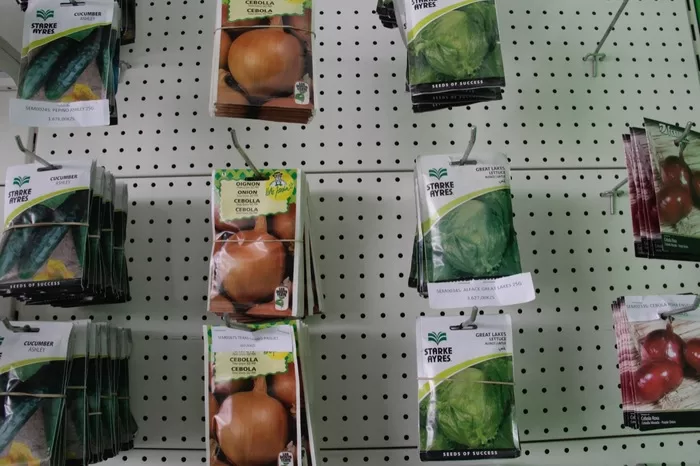 Camponeses beneficiam de sementes de hortícolas