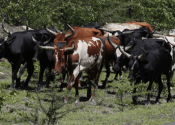 Meliantes roubam gado bovino nos Gambos com recurso à arma de fogo