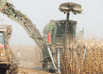 Biocom prevê produzir cerca 120 mil toneladas de açucar este ano