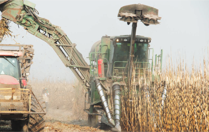 Biocom prevê produzir cerca 120 mil toneladas de açucar este ano