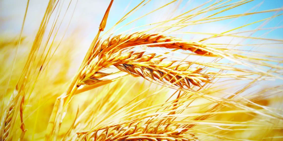 Eslováquia anuncia suspensão de importações de grãos e outros produtos provenientes da Ucrânia