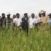 Agricultores de Makamambolo esperam colher cem toneladas de trigo