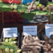 Mais de 100 toneladas de produtos na Feira de Campo no Cuanza-Sul
