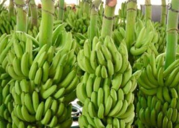 Angola lidera a lista de maior produtor de bananas em África