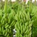 Angola lidera a lista de maior produtor de bananas em África