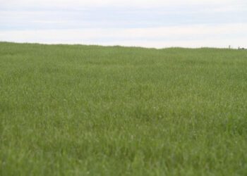 Caála volta a produzir trigo 13 anos depois