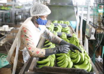 Cacongo terá fábrica de processamento de banana