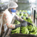 Cacongo terá fábrica de processamento de banana