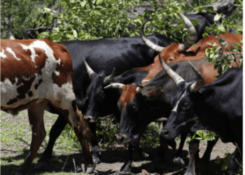 Produtores nacionais asseguram 60 por cento de carne consumida no país
