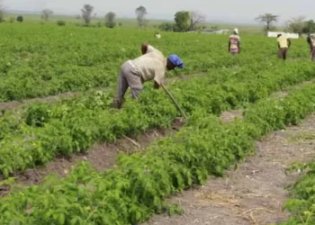 Angola vai explorar Ureia e amónia para produção de fertilizantes
