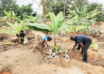 Jovens aumentam crença e formações viradas para agricultura ganham espaço