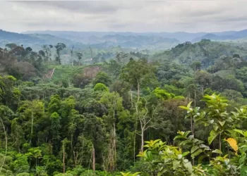 Cabinda estuda mecanismos para combater crimes contra vida selvagem