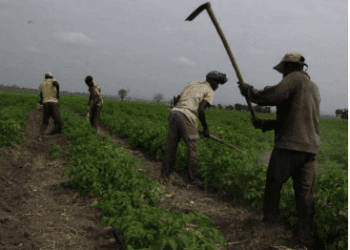 Colheita agrícola pode atingir mais de 53 mil toneladas no Rivungo