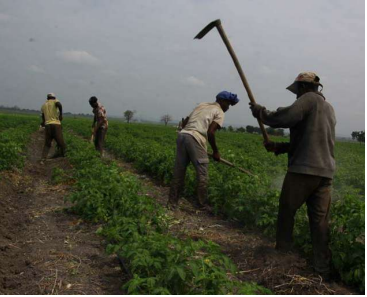 Colheita agrícola pode atingir mais de 53 mil toneladas no Rivungo