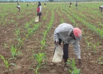 Camponeses no Bié  recebem mais de 8 mil toneladas de fertilizantes