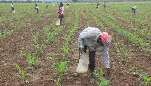 Camponeses no Bié  recebem mais de 8 mil toneladas de fertilizantes