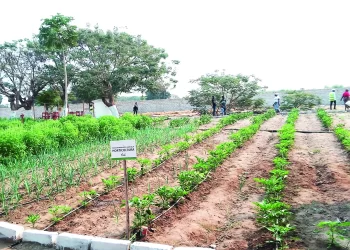 Governo e FAO lançam projecto para travar degradação de produtos nos campos