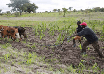 Compra de produção agrícola por congoleses encarece cesta básica – alerta cooperativa de Benguela