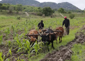 Programa de Combate à Pobreza absorve mais de Kz 3 mil milhões no Cuanza Sul