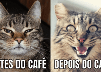 Ensaios sobre a pedagogia do meme na rede social facebook – história e mixórdias de piadas, estigas e satirização
