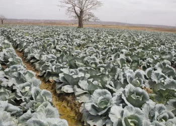Governo angolano tem como desafios garantia da auto-suficiência alimentar