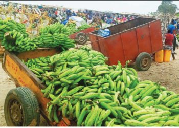 80%da banana de Cabinda exportada para Gabão e Congo Brazzaville