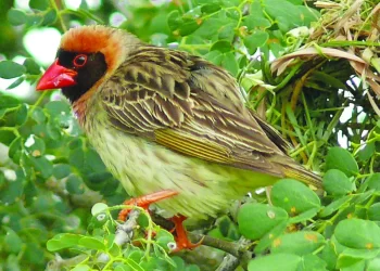 Exterminados 5 milhões de  aves Quelea Quelea para proteger culturas na Tanzânia