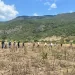 Viva Seguros e Carrinho Agri aceleram estratégia que aproxima seguro agrícola aos produtores familiares