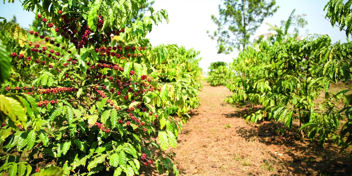 Buco-Zau aposta no relançamento da produção do cacau e do café