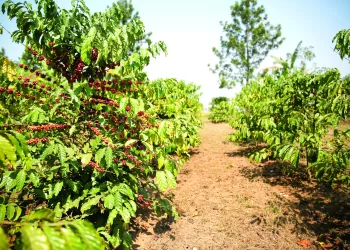 Buco-Zau aposta no relançamento da produção do cacau e do café