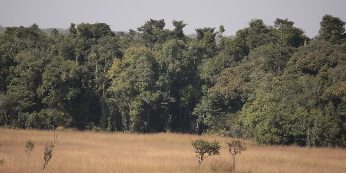 Lunda Norte com cinco milhões de hectares de floresta por explorar