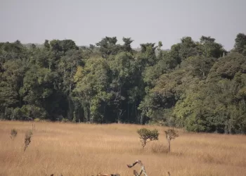 Lunda Norte com cinco milhões de hectares de floresta por explorar