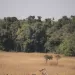 Lunda Norte com cinco milhões de hectares de floresta por explorar