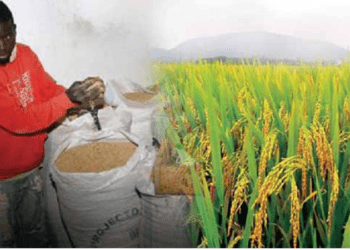 Especialistas sugerem novo modelo de cultivo para milhares de hectares de arroz em Angola
