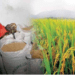 Especialistas sugerem novo modelo de cultivo para milhares de hectares de arroz em Angola