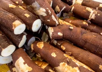 Malanje produziu mais de 1 milhão de toneladas de mandioca em 2022
