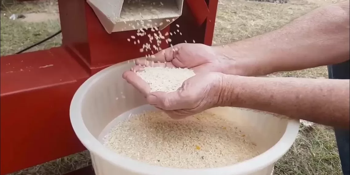 Produção de arroz em grande escala vai permitir poupança de divisas, alerta economista