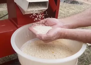 Produção de arroz em grande escala vai permitir poupança de divisas, alerta economista