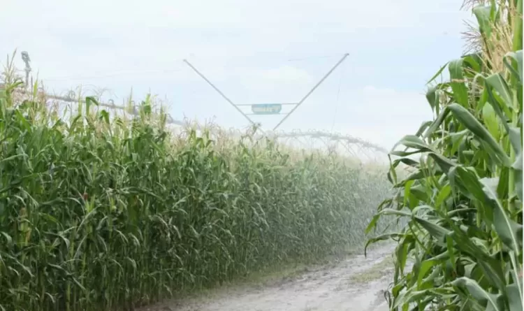 Desenvolvimento da agricultura ganha impulso de três instituições